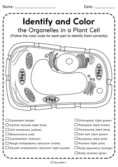 Plant Cell Diagram Labeled Worksheet