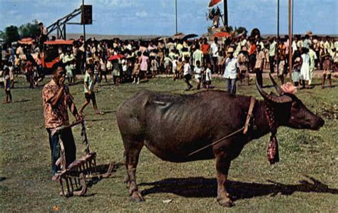 Carabao Festival in Angono Rizal, MANILA Philippines Southeast Asia