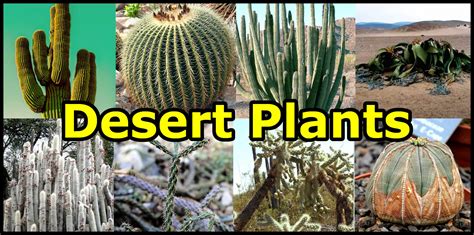 Desert Plants: Names and Adaptations (with Pictures)