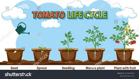 Life Cycle Plant Diagram Illustration Stock Vector (Royalty Free ...