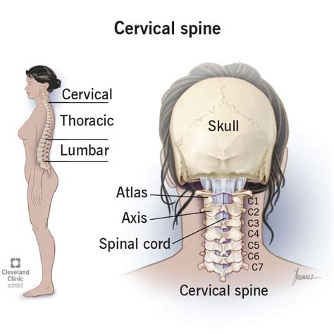 Cervical Spine (Neck): What It Is, Anatomy & Disorders (2022)