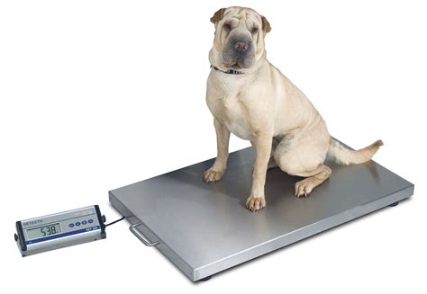 Electronic veterinary weighing scale - VET330WH - Detecto Scale - for ...