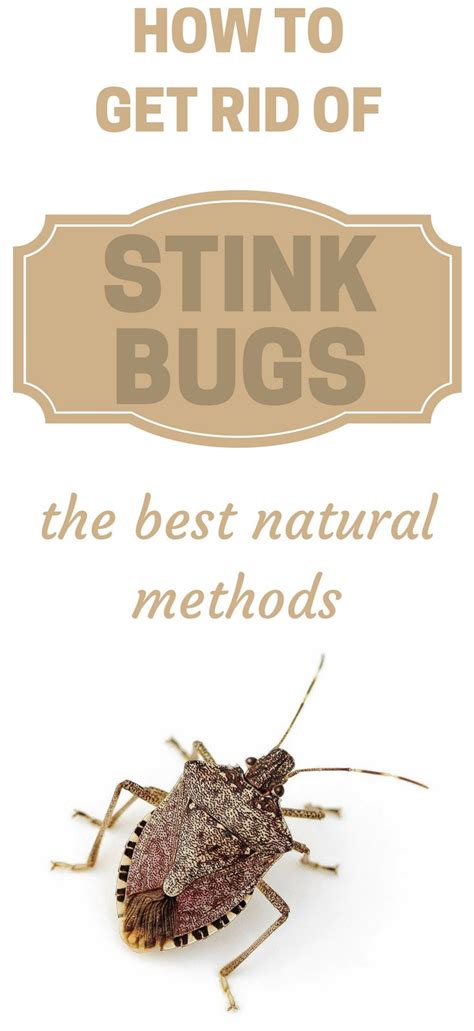 25+ bästa Stink bug repellent idéerna på Pinterest | Insektsmedel