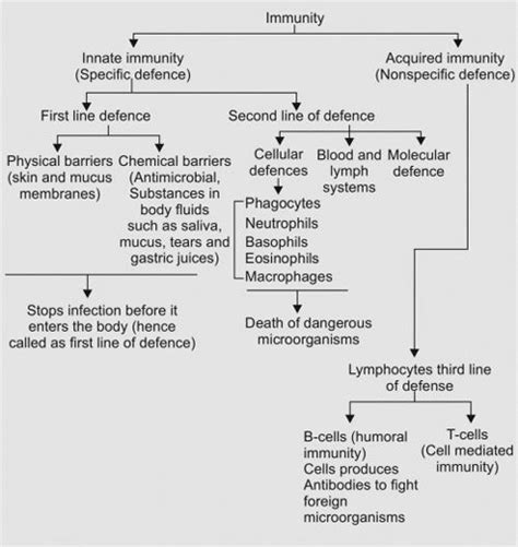 Humoral Immunity Flow Chart | Labb by AG