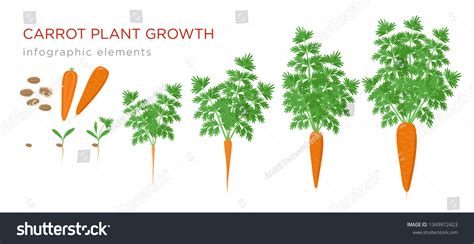 Carrot Plant Growth Stages Infographic Elements Stock Vector (Royalty ...