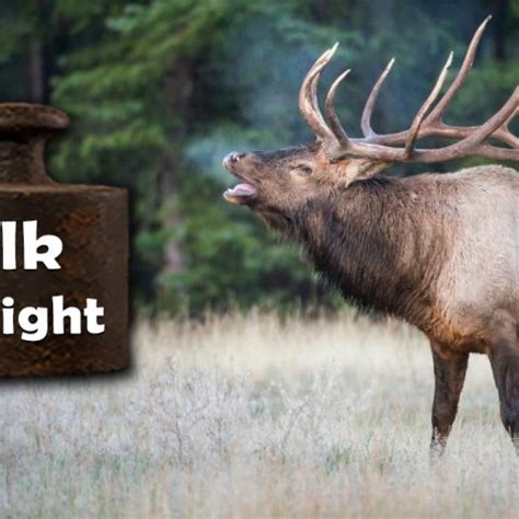 Elk Weight: Species, Life Stages & Gender Differences – Weight of Stuff