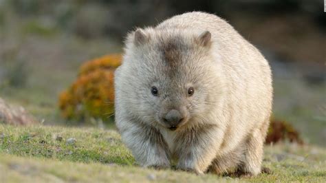 Why do wombats poop cubes? Scientists may finally have the answer - CNN