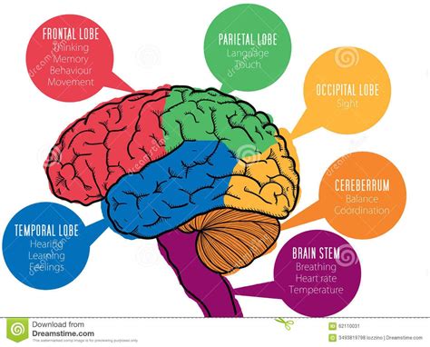 Stock Image: Human brain's functions. Image: 62110031 | Brain lobes and ...