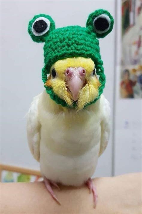 Budgie wearing a frog hat ... (2020/09/27) | Funny parrots, Cute ...