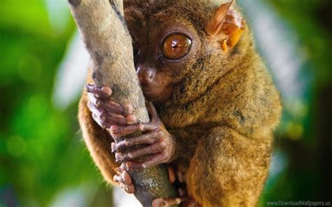 Free download | HD PNG big eyes genus primate tarsier tarsier wallpaper ...