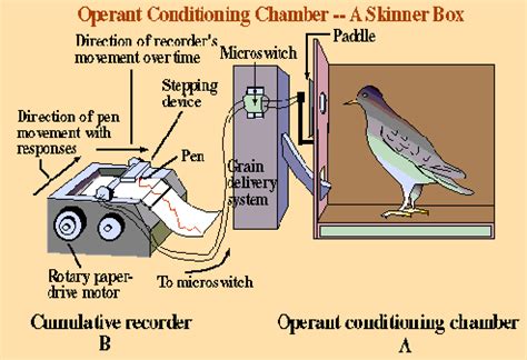 Skinner Used Operant Conditioning to Describe - Kinley-has-Everett