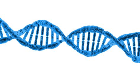 Dna Double Helix Model Png