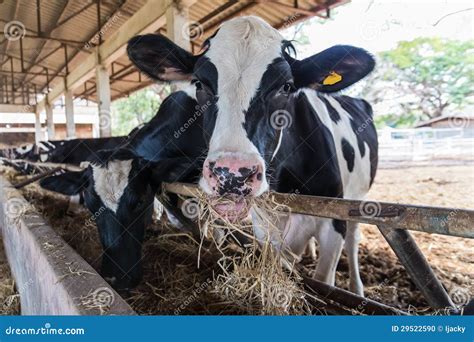 Cows Feeding Hay in the Farm Stock Photo - Image of milk, natural: 29522590