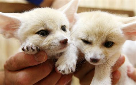 Fennec Foxes as Pets: Are They Right for You? | PetHelpful