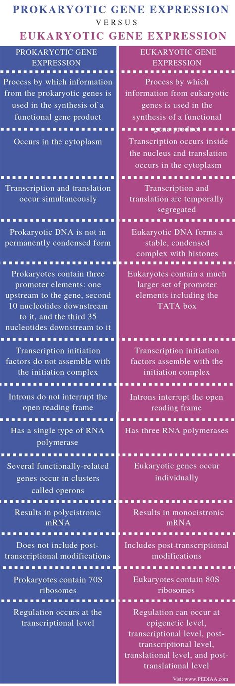 What is the Difference Between Prokaryotic and Eukaryotic Gene ...