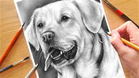 How To Draw A Realistic Looking Dog - Distancetraffic19