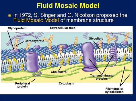 Fluid Mosaic Model Of Plasma Membrane Diagram Summary Of Flu