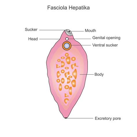 Structure Of Liver Fluke Fasciola Hepatica Zoology