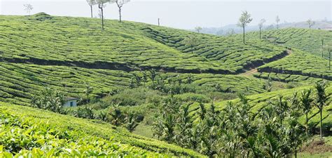 Thekkady Kerala - Just Kerala