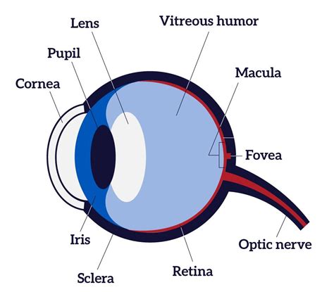 Eye Diagram Labeled For Kids