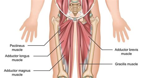 Adductor Tendonitis - Groin Inflammation - Symptoms, Treatment & Rehab