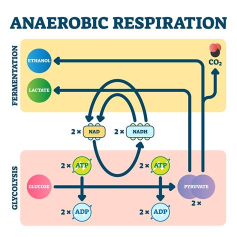 Sensational Anaerobic Respiration In Muscle Cells Equation Physics ...