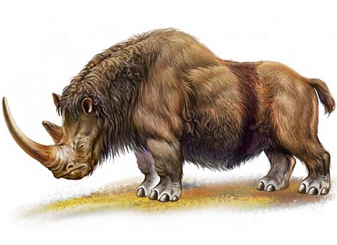 Woolly Rhino | Extinct Animals