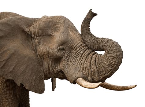 Elephant Trunk transparent PNG - StickPNG