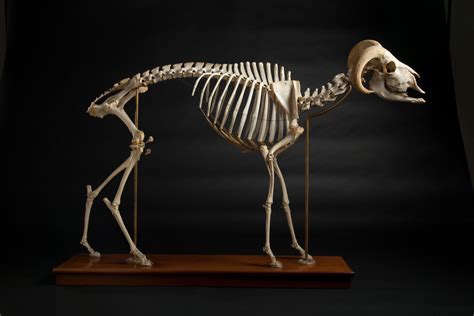 Pin by Borer Family Chiropractic on Dem bones | Animal skeletons ...