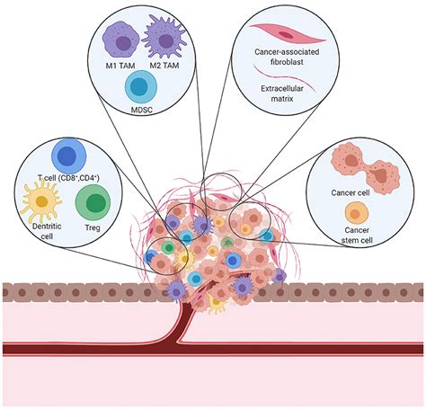 Tumor Microenvironment