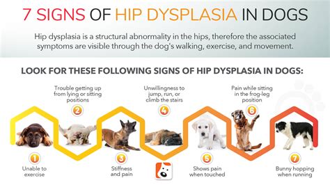 Hip Dysplasia Signs In Dogs Discounts Shops | contratacion.fundovidaips.com