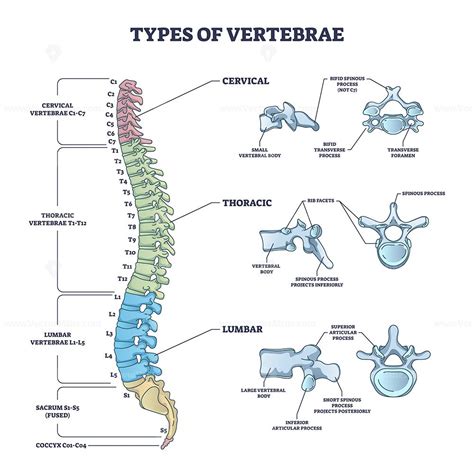 Types of vertebrae and cervical, thoracic and lumbar division outline ...