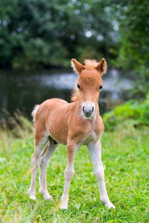 Mini paard stock foto. Image of dier, foel, paard, merrie - 26284754