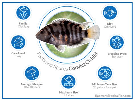 Convict Cichlid Female