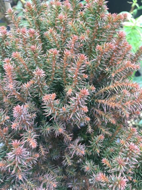 Cryptomeria japonica 'Birodo' - Xera Plants