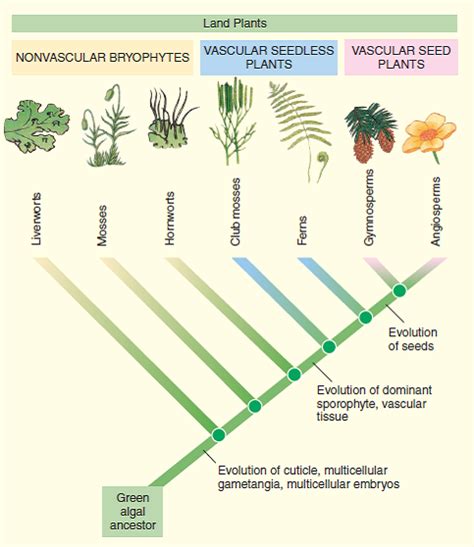 Solved: ANALYZING DATA. According to the cladogram in Figure, whic ...