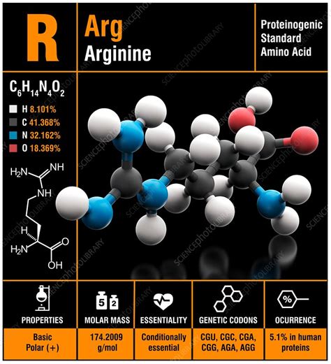 Arginine amino acid molecule - Stock Image - C030/0641 - Science Photo ...