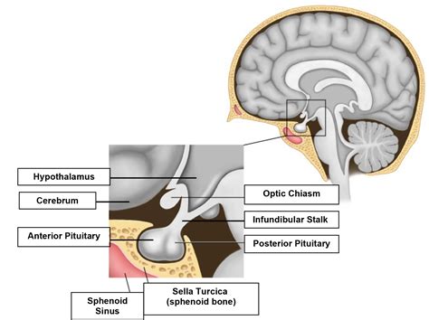 Hypothalamus And Pituitary Diagram