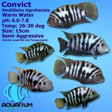 The Basics Of Convict Cichlid: Size, Care And Lifespan, 50% OFF