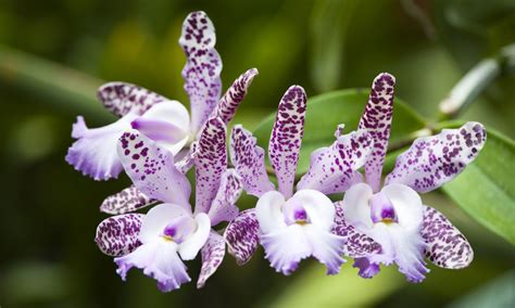 20 Types of Orchids to Use as Houseplants