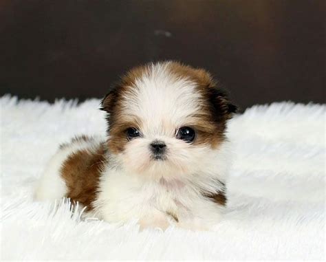 Teacup Shih Tzu - Small, Cute and Adorable Dog | PetsHotSpot.com ...