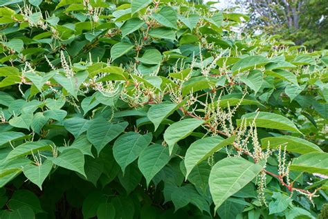 Japanese Knotweed & Other Invasive Plants In Your Garden