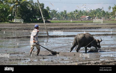 Carabao plowing rice field hi-res stock photography and images - Alamy