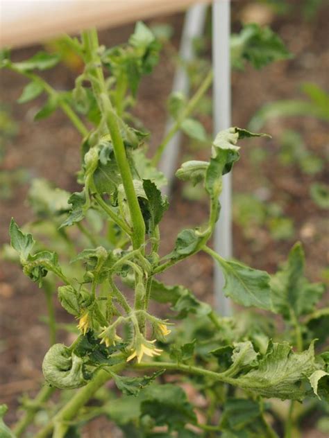 10 Common Tomato Plant Diseases (and How to Heal Them) - Garden and Happy