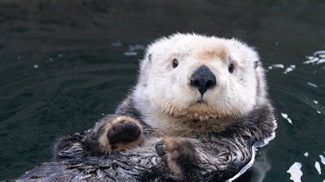 Cute Sea Otters Eating