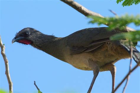 Flickriver: Photoset 'Birds - Quintana Roo, Mexico' by Kurayba