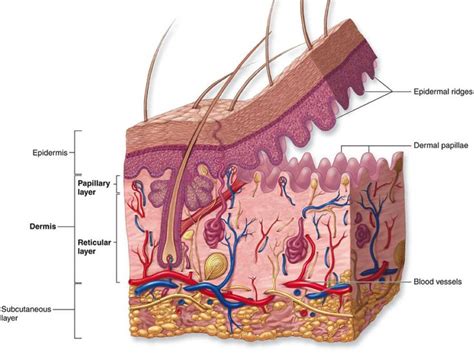 The uppermost region of the dermis consists of finger-like extensions ...