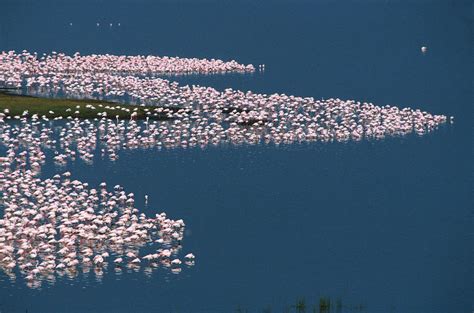 Flamingos on Lake Nakuru in Kenya Photograph by Carl Purcell