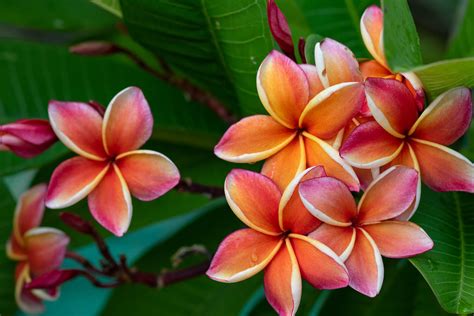 Frangipani: how to plant & propagate - Plantura