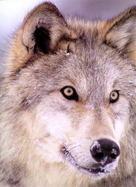 Gray Wolf - Wolves Photo (915949) - Fanpop